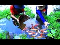 Top 5 Amazing Video Catch Up Very Beautiful Fish(Betta Koi Golen....) Lucky Day And Enjoy