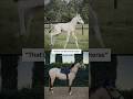 Same horse. Different years #stallion #warmblood #buckskinhorse