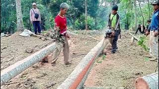 Detik-detik pohon kelapa tumbang jangan berkedip!