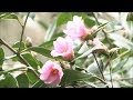 岡山市の半田山植物園　ツバキの花見ごろ の動画、YouTube動画。