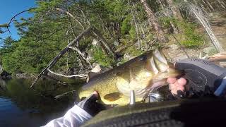 Algonquin Large mouth 1