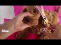 Grooming Labradoodle puppy