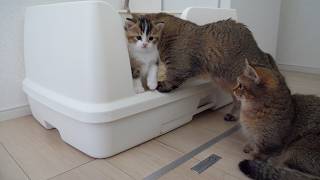 Cats Kiki and Charo waiting their turn to go to the bathroom are cute... by Tiny Kitten 20,868 views 2 weeks ago 3 minutes, 47 seconds