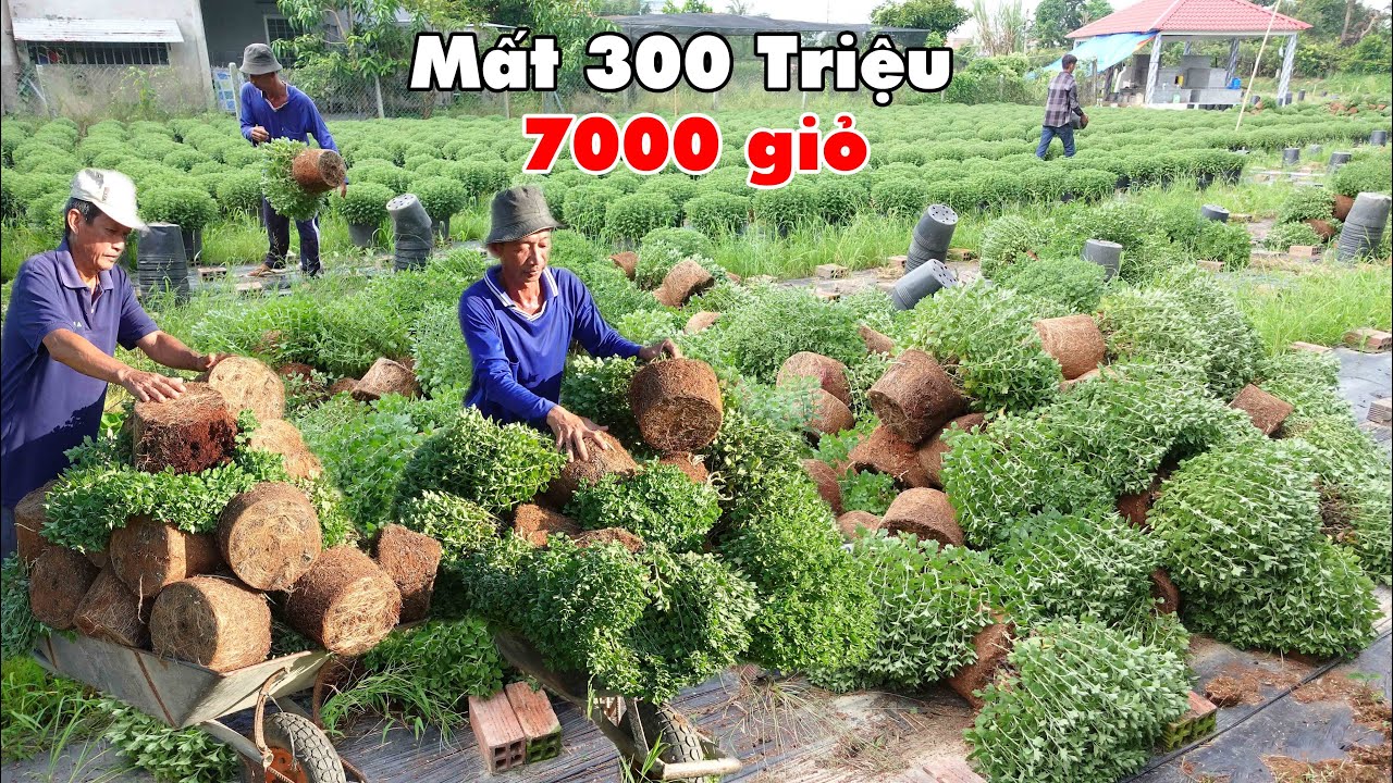 Trồng cúc mâm xôi Tết 2025 mất trắng chàng trai miền Tây lỗ 300 triệu lâm vào cảnh nợ nần