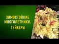 Зимостойкие многолетники  Гейхеры