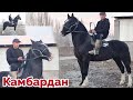 Красавчик Кара Кашка Сатылды