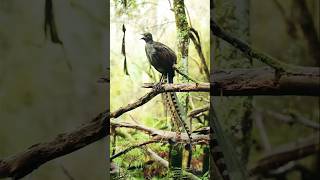 Download Lagu Surprise Guest in the Garden – A Superb Lyrebird! 😍🪶#shortsfeed #youtubetranding #youtubeshorts MP3 Download Lagu Surprise Guest in the Garden – A Superb Lyrebird! 😍🪶#shortsfeed #youtubetranding #youtubeshorts MP3