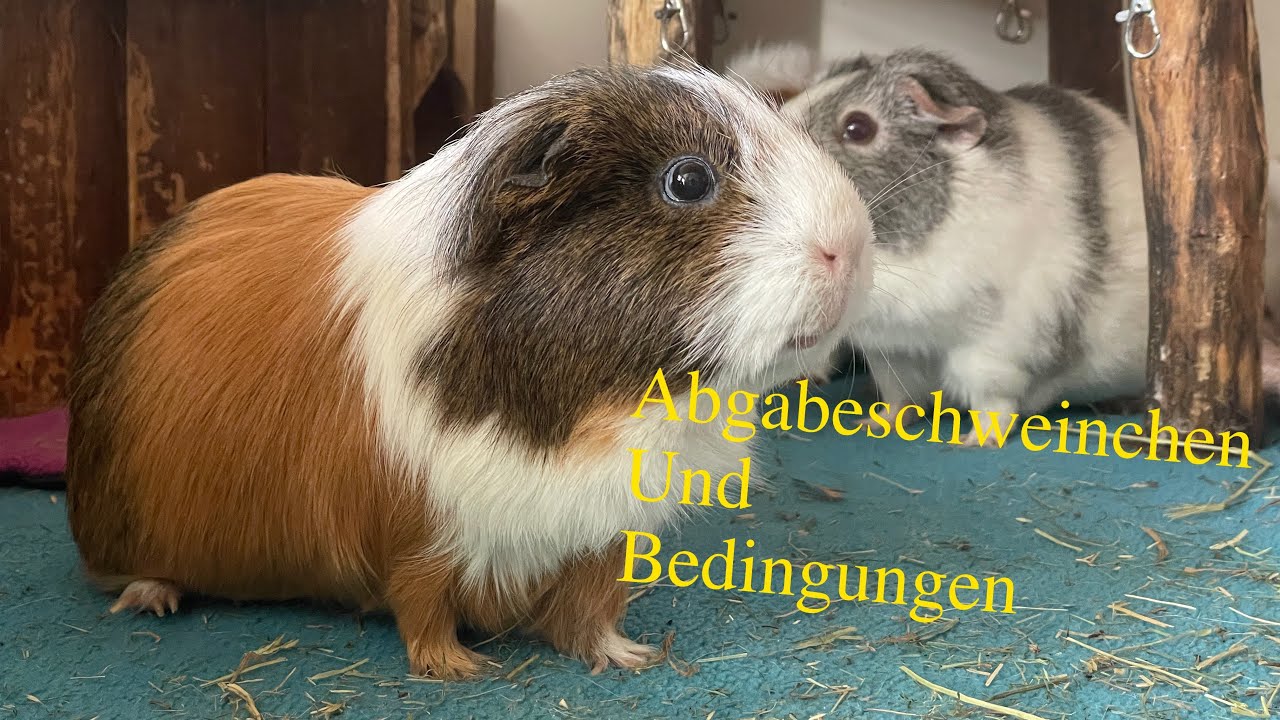 Welche Mädels stehen zur Abgabe und welche Bedingungen stelle ich?