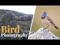 BIRD PHOTOGRAPHY in the mountain | photographing bluethroat