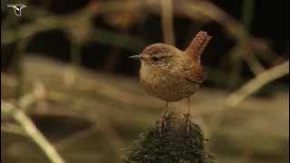 Winter Wren