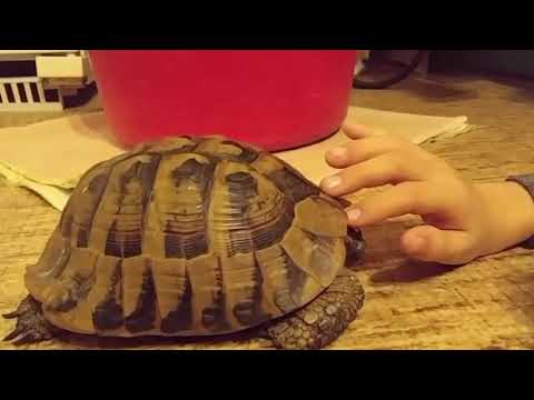 Видео: Какво научи костенурката Берт?