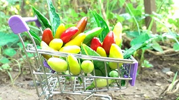 Cách trồng cây Ớt từ hạt đơn giản , thành công 100% | An Tuệ