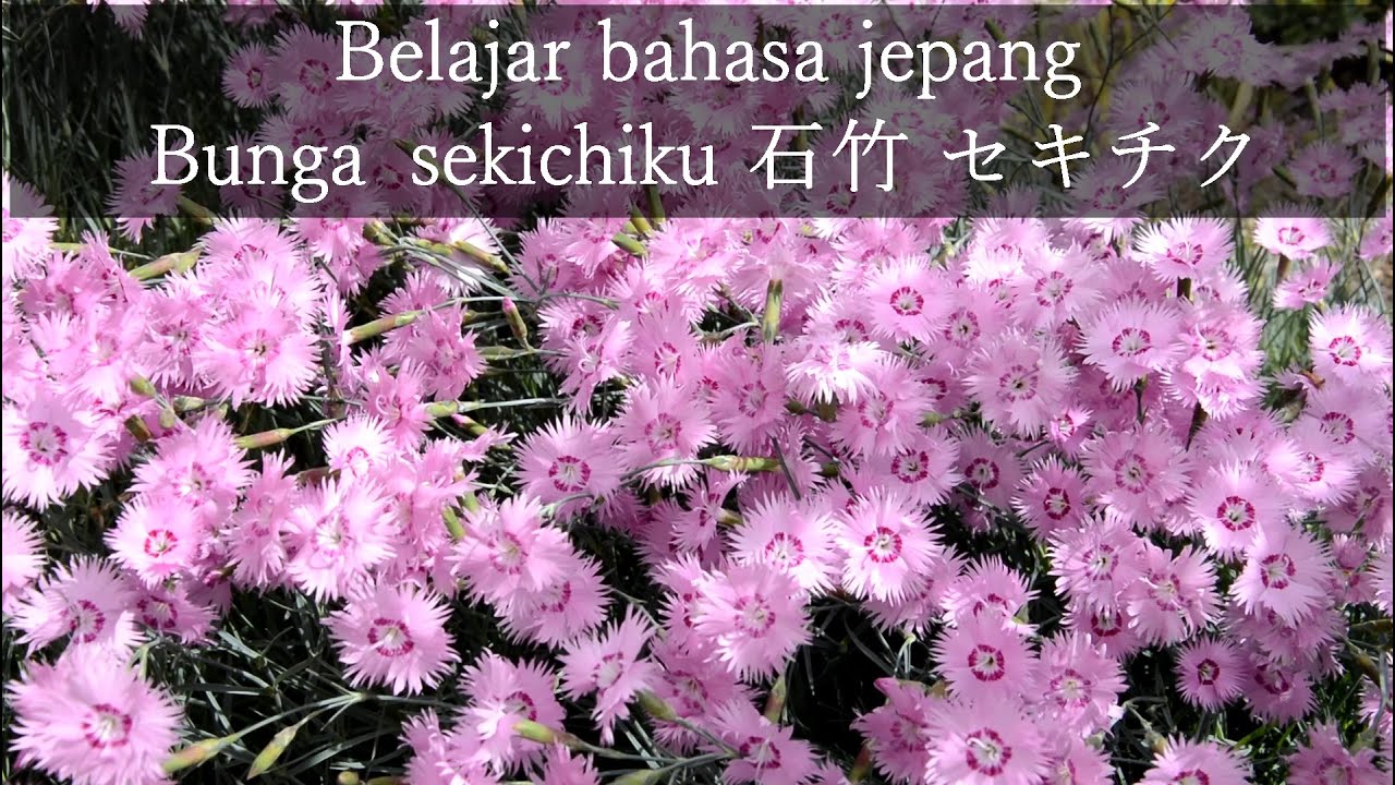 Belajar Bahasa Jepang 354 Bunga Sekichiku 石竹 セキチクの花 Youtube Belajar Bahasa Jepang 354 Bunga Sekichiku 石竹 セキチクの花 Youtube
