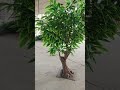 Pure cocoa vibes. #artificialtree  #faketree  #cocoatrees #CocoaVibes #CocoaMagic #TropicalVibes