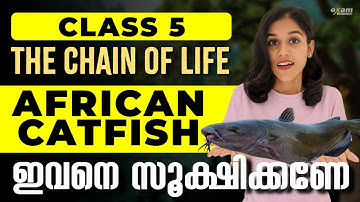 Class 5 Basic Science | Chapter 1 | The Chain Of Life Part 2 | African Catfish | Exam Winner Class 5