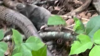 Mole Kingsnake Attack on video