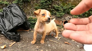 We found a tiny homeless puppy picking up food on a deserted street, he is very hungry