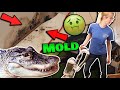 How our Alligator Destroyed our House