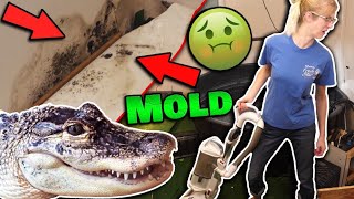 How our Alligator Destroyed our House