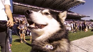 Washington's live mascot Dubs energizes Husky fans