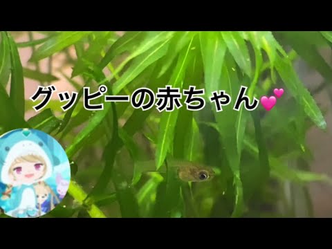 グッピーの赤ちゃんが生まれてました Youtube グッピーの赤ちゃんが生まれてました Youtube