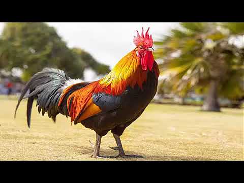أصوات الطيور صوت الديك   