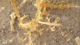 Stinging Hydroid Looks Like Seaweed