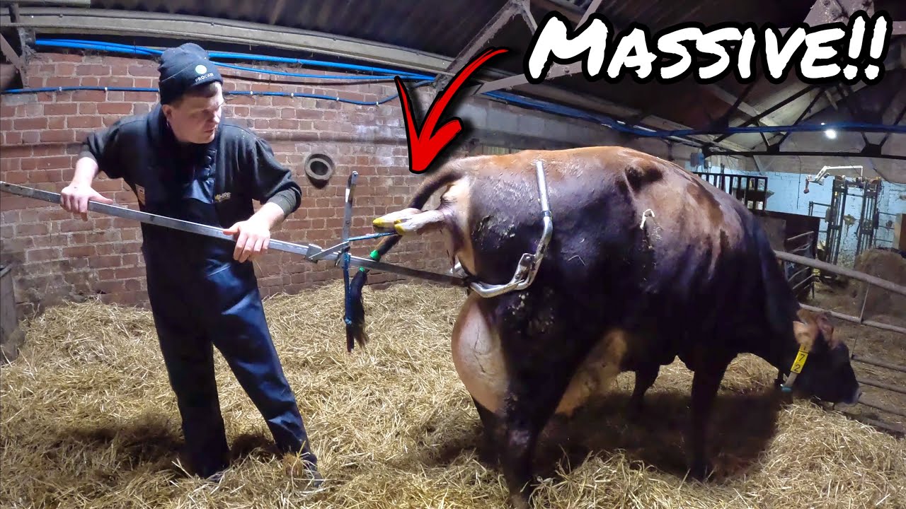HOW TO PULL OUT A MONSTER A CALF!!!