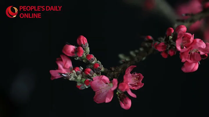 Time-lapse: Witness the stunning bloom of peach flowers - DayDayNews