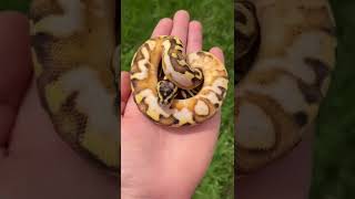 Famous Beautiful Calico combo Ball Python! 🤩 Wealth
