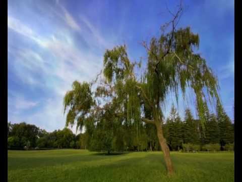 Morning has Broken Cat Stevens feat Nana Mouskouri