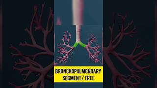 pulmonary segment #anatomy #shorts #trending #trendingshorts #ytshort #viralshorts #viralvideo #mbbs