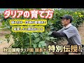 【花】ダリアの育て方