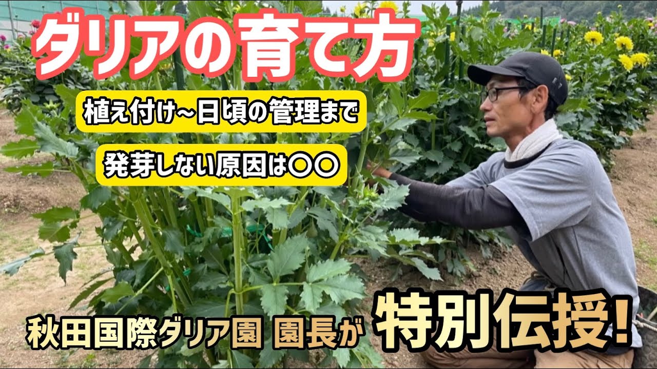 【花】ダリアの育て方