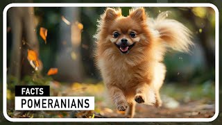 Why Pomeranians steal our Hearts - Ultimate Fluffballs by Amazing world of Animals 44 views 1 month ago 2 minutes, 37 seconds