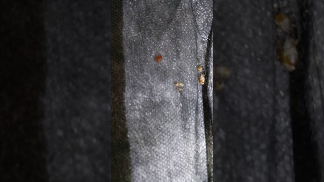 Bed Bugs In A Box Spring Youtube