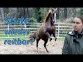 Pferd noch reitbar hundetrainerin mit araber sucht hilfe  pferdecheck bei ariane telgen