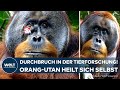 SUMATRA: Durchbruch in der Tierforschung! Orang-Utan nutzt Heilpflanze zur Wundbehandlung