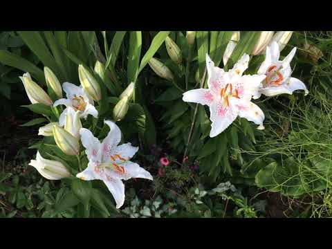 Video: Trädgårdsliljor - Plantering Och Vård, Foto Och Video (orientalisk, Vit, Rörformig)