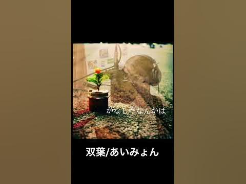 双葉/あいみょん(cover) YouTube