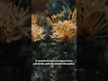 IXora plant