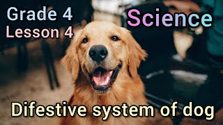 concept 1-1lesson 4 How many stomachs does a dog have digestive system of dogs science grade 4