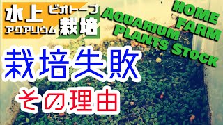 水上栽培で水草が溶ける・枯れる・伸びない理由を解説/#Aquarium Plants stock HOME FARM【#アクアリウム Diary 2】