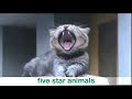 Funny yawning cats(funny video)😂😂