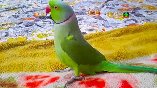 So Cute And So Innocent Voice Of Ringneck Talking Parrot