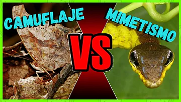 Che differenza c'è tra mimetismo Batesiano e mimetismo Mulleriano?