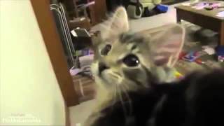 Коты атакуют! Коты атакуют!