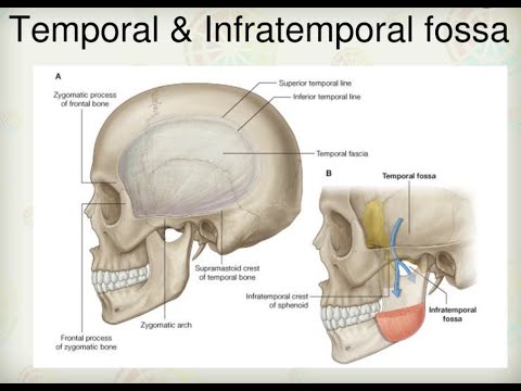 Temporal and infratemporal fossa