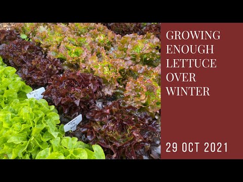 Wideo: Dbaj o zimową sałatę o gęstej gęstości: Rosnąca zimowa sałata z liści gęstych