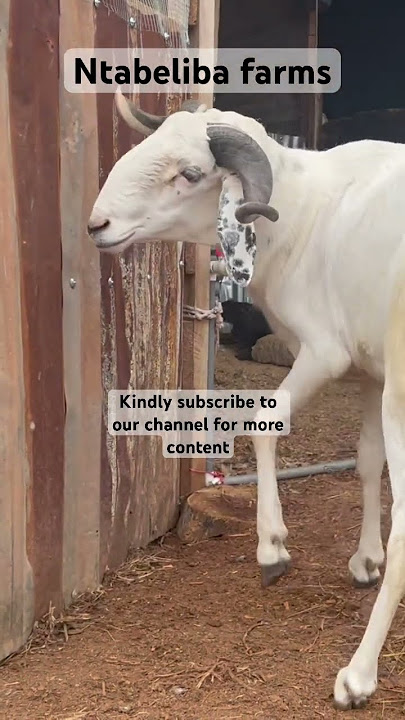 Kindly subscribe to our channel for more content